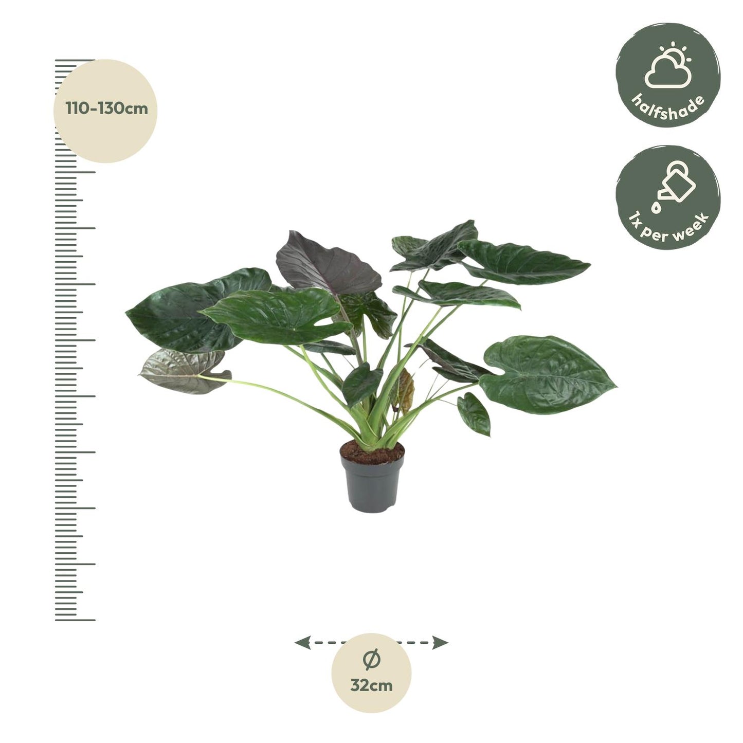 Alocasia Wentii – Exotische, pflegeleichte Zimmerpflanze 120 cm