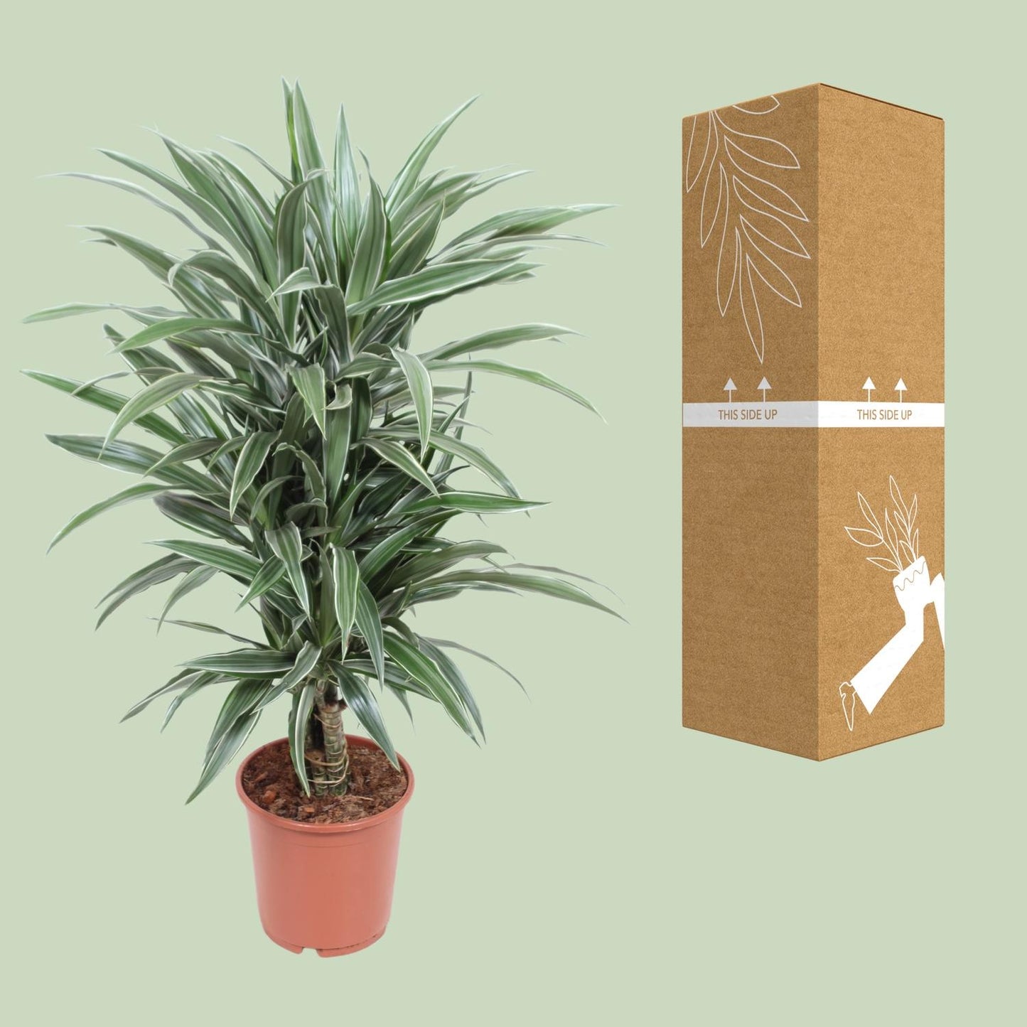 Dracaena Warneckei – Pflegeleichter Drachenbaum Ø24cm, 100cm hoch