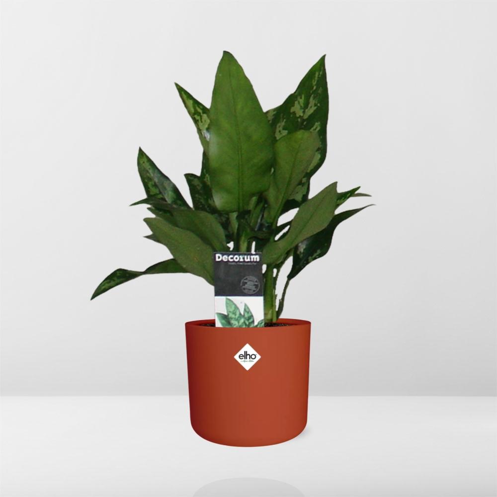 Aglaonema Maria in ELHO b.for soft rond 14cm brique