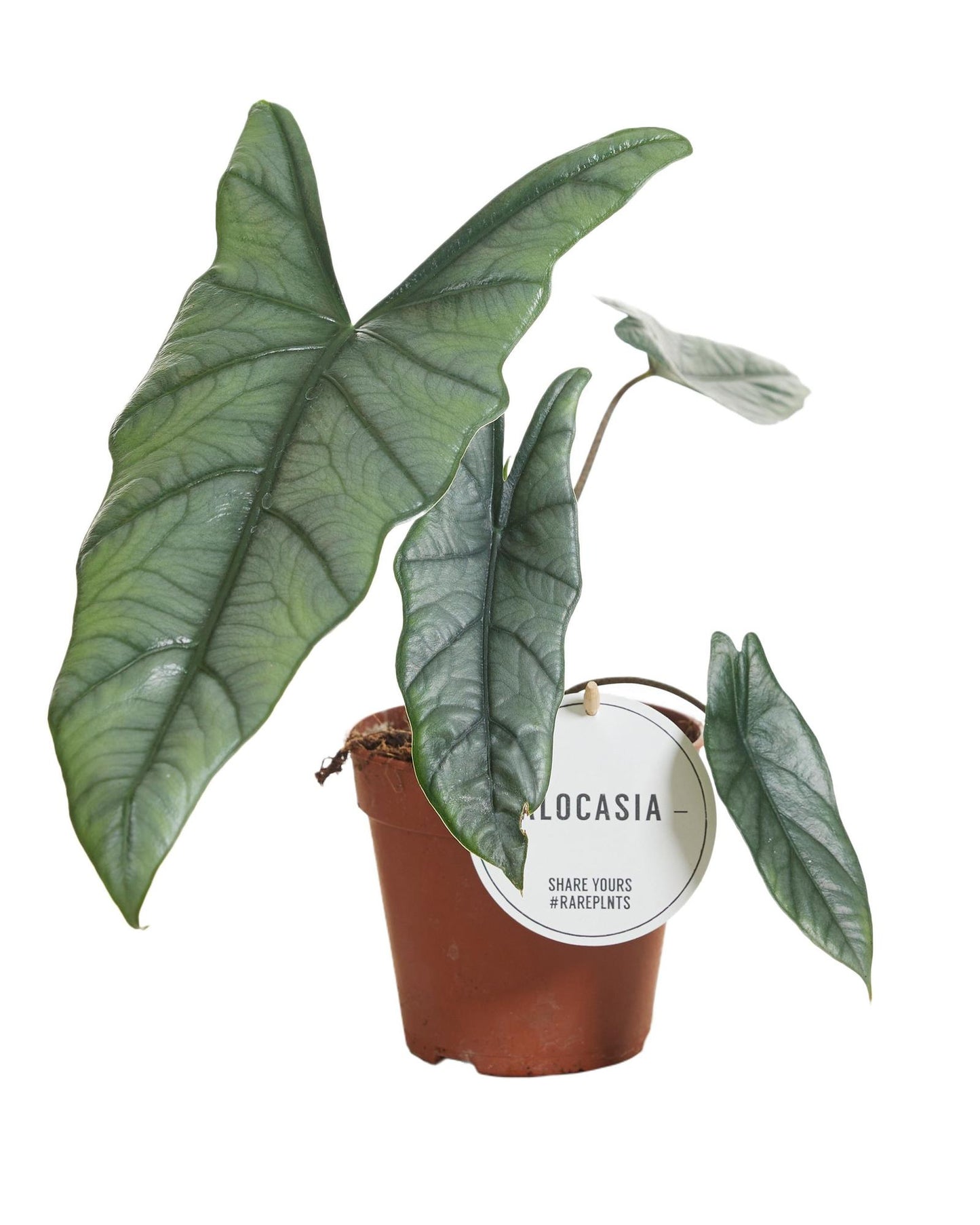 Alocasia Heterophylla – Tropische Zimmerpflanze Ø12 cm