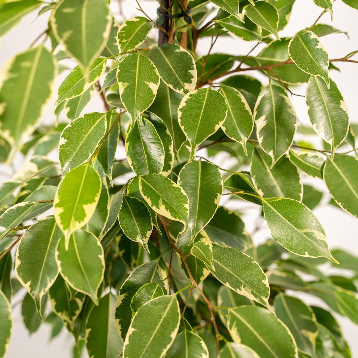 Ficus benjamina Goldenking – Pflegeleichte Zimmerpflanze Ø21cm