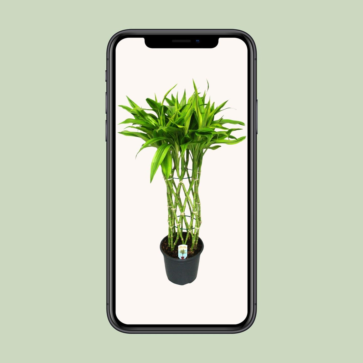 Dracaena Sandriana Gold – Elegante pflegeleichte Zimmerpflanze