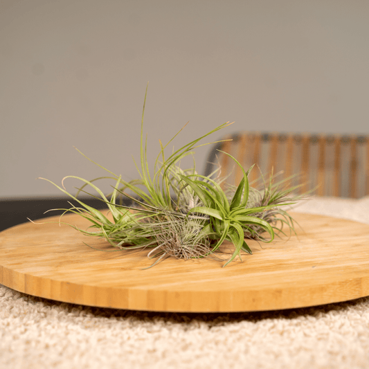 Tillandsia Air Mix – 20 pflegeleichte Luftpflanzen Ø6 cm