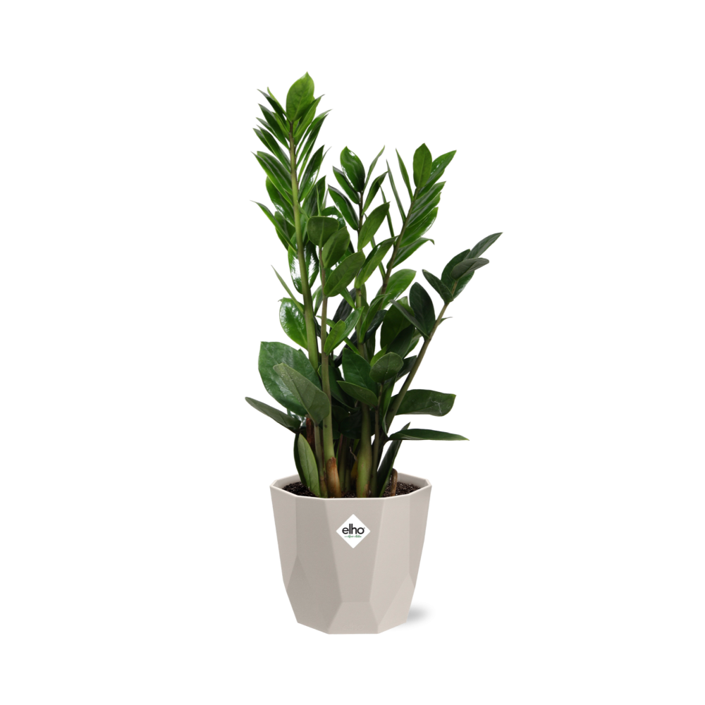 Zamioculcas (ZZ-Pflanze) im ELHO b.for rock Übertopf 14 cm, warm grey