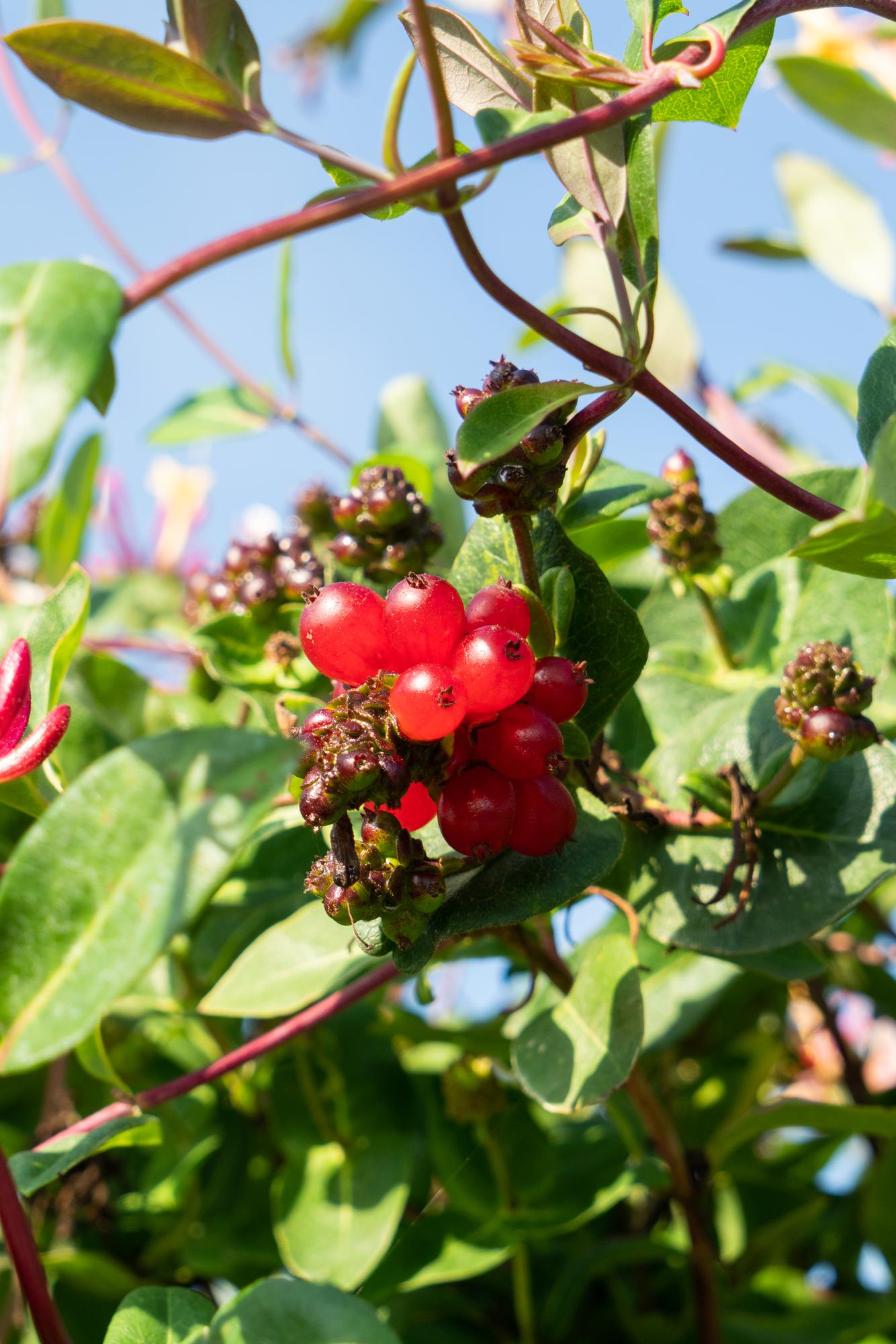 4x Lonicera periclymenum 'Serotina' – Duftendes Geißblatt Ø15cm