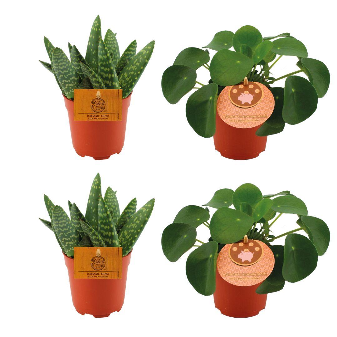 4er Set Aloe Paradisicum & Pilea Peperomoides Ø10,5 cm