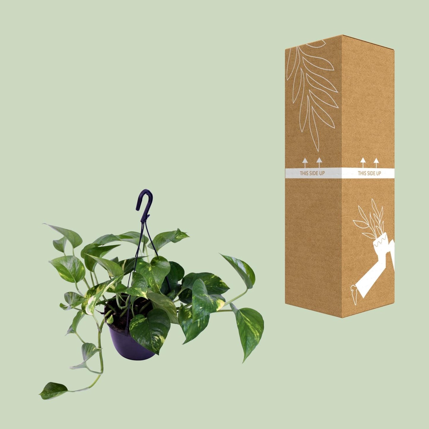 Scindapsus Pictus Trebie – Pflegeleichte Zimmerpflanze Ø15cm