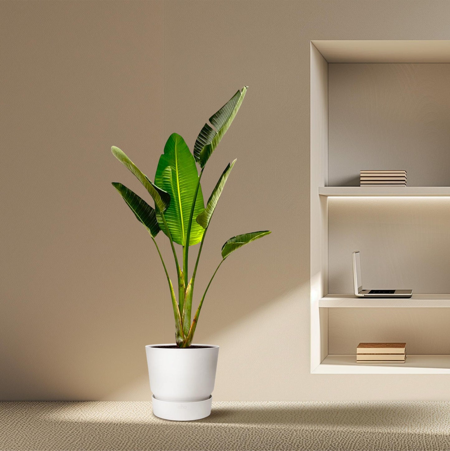 Strelitzia Augusta – Weiße Paradiesvogel-Pflanze 180 cm