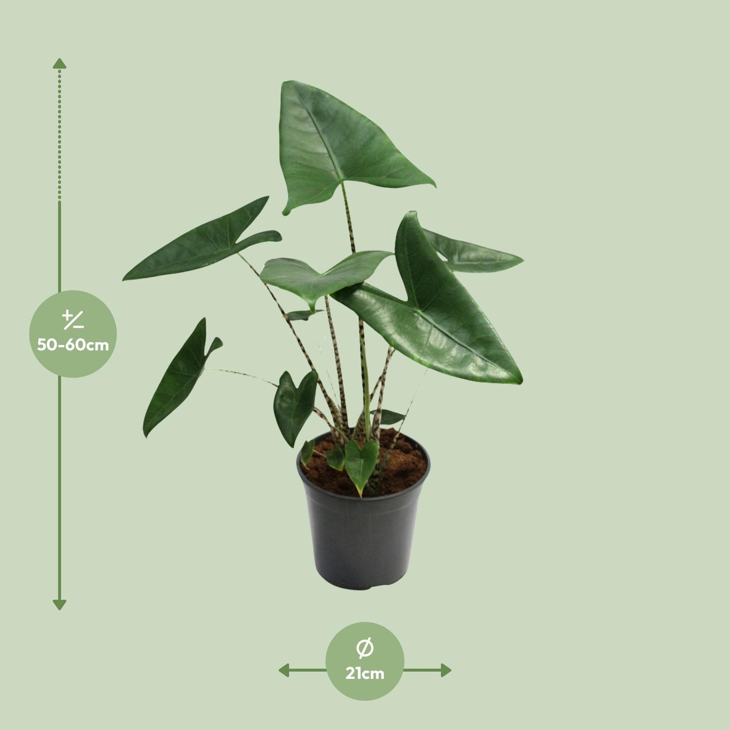 Alocasia Zebrina – Trendige Zebrapflanze Ø21cm, ca. 80cm hoch
