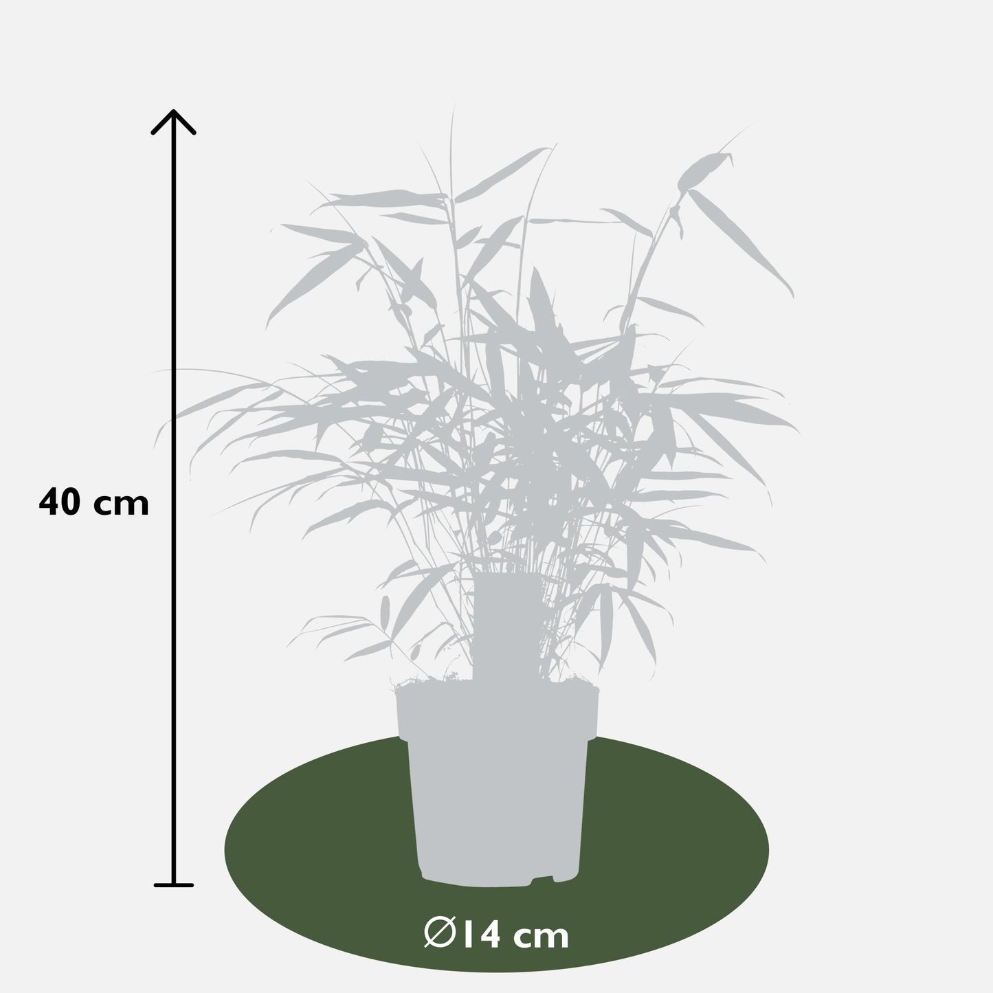 Fargesia robusta 'Pingwu' – Pflegeleichter Bambus Ø14cm