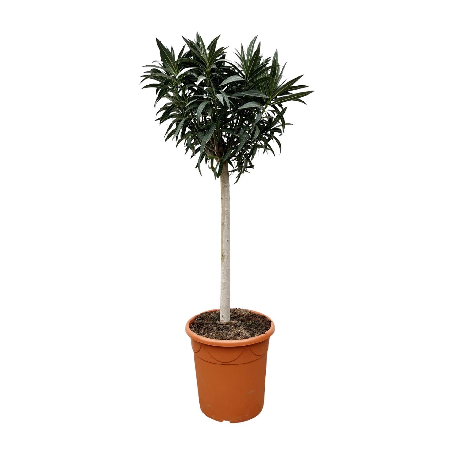 Nerium Oleander weiß blühend Stamm 200cm Ø35cm