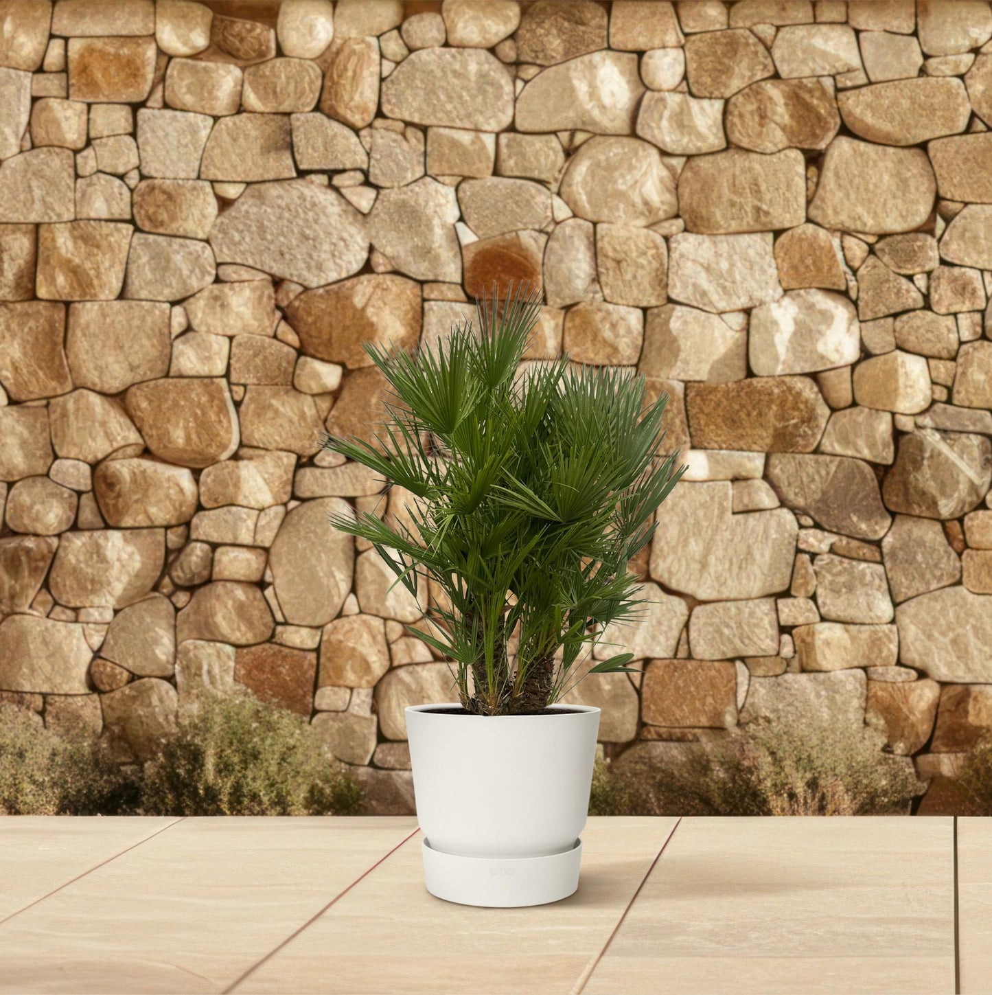 Chamaerops Humilis Zwergpalme 160-180 cm Ø45 cm