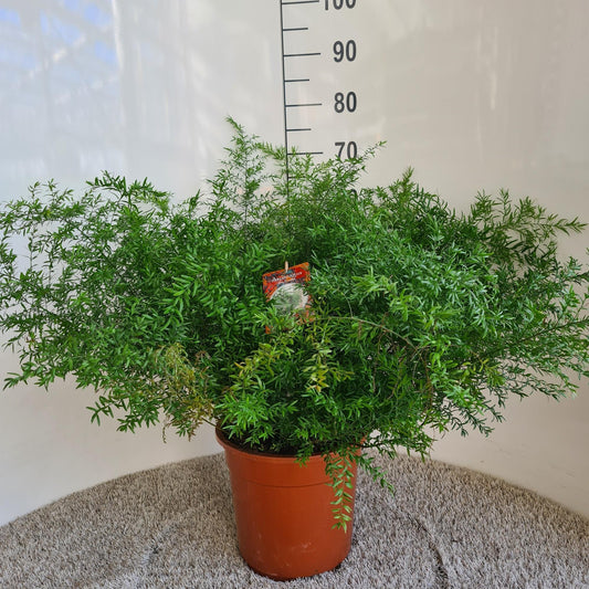 Asparagus Densiflorus Cwebe – Pflegeleichter grüner Blickfang