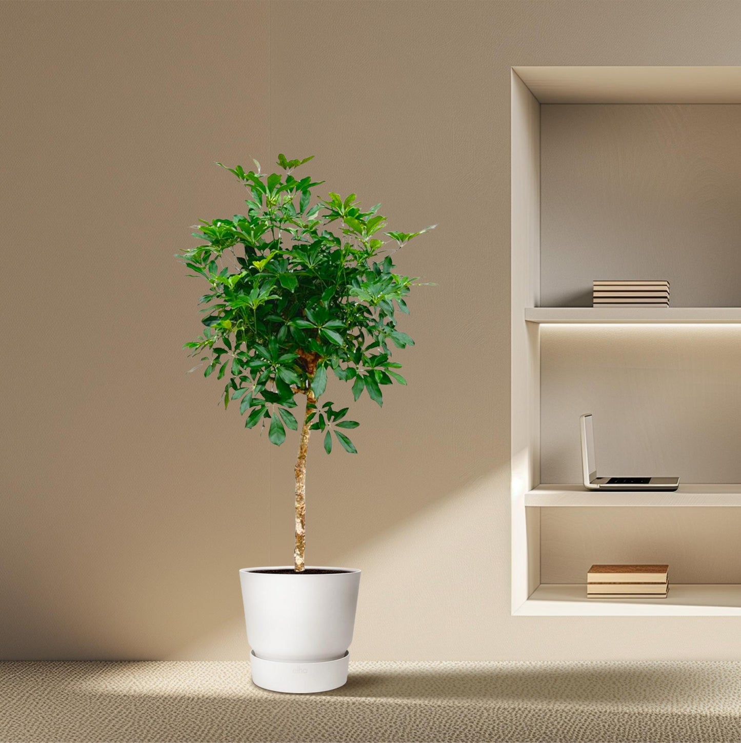 Schefflera op Stamm – 170 cm, Ø 35 cm – Pflegeleichte Tropische Zimmerpflanze
