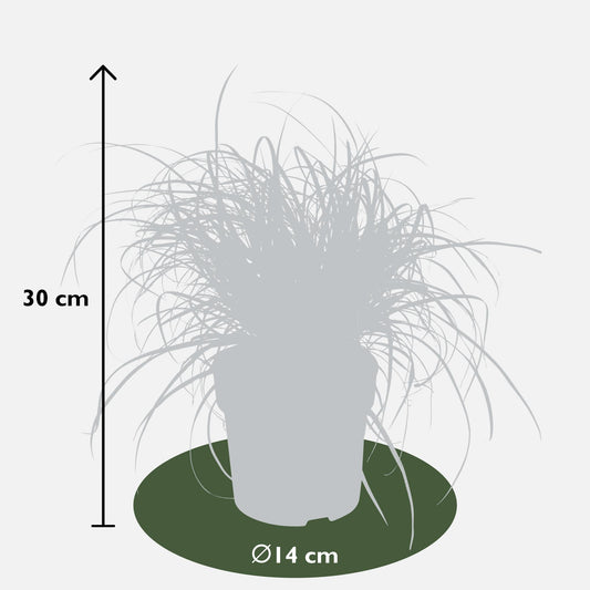 Uncinia Rubra – Rotes Ziergras Ø14cm, ca. 40cm hoch