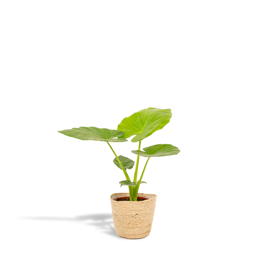Alocasia Macrorrhiza Ø19cm mit Korb – Elefantenohr Pflanze