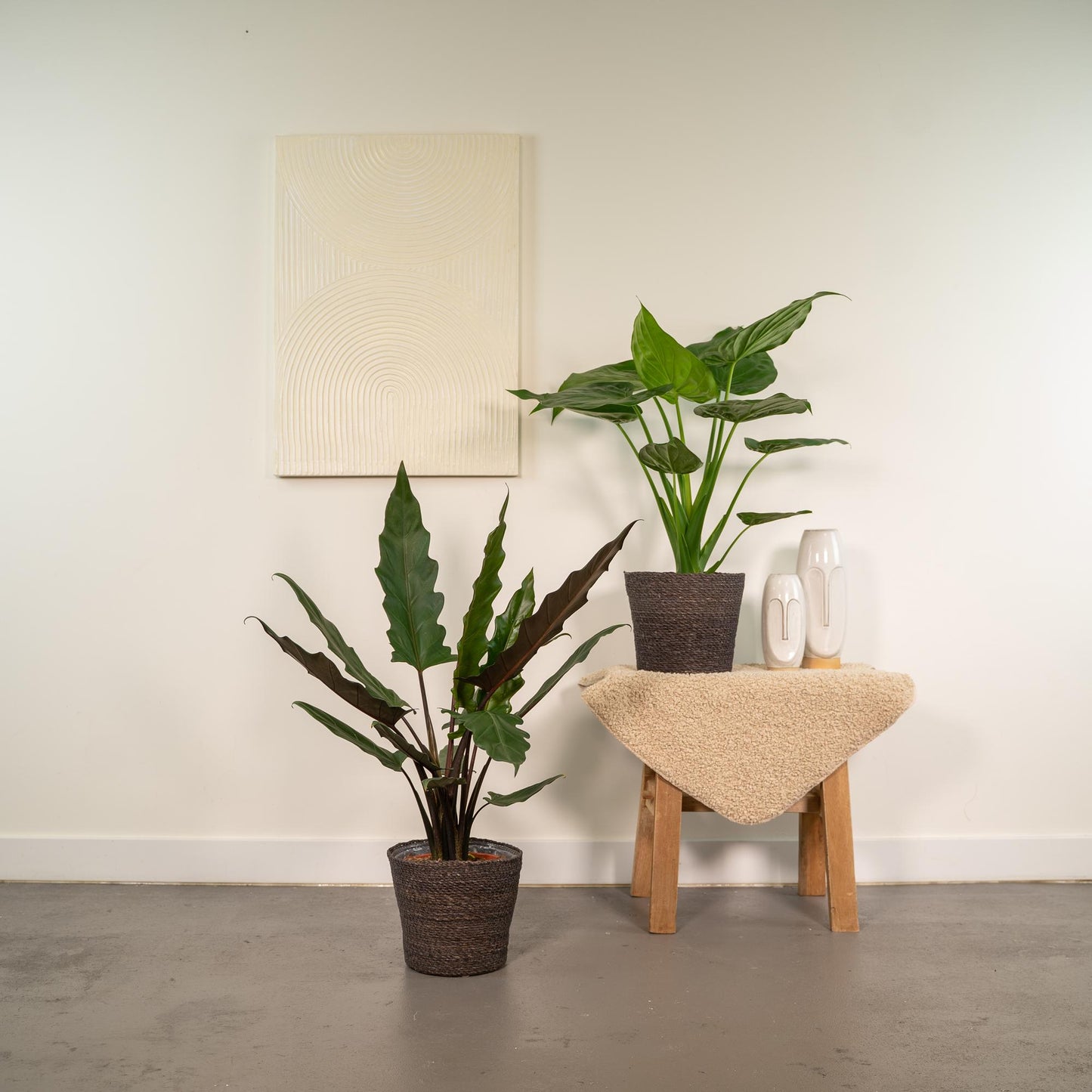 Alokasie Duo: Exotische Zimmerpflanzen 60-75 cm