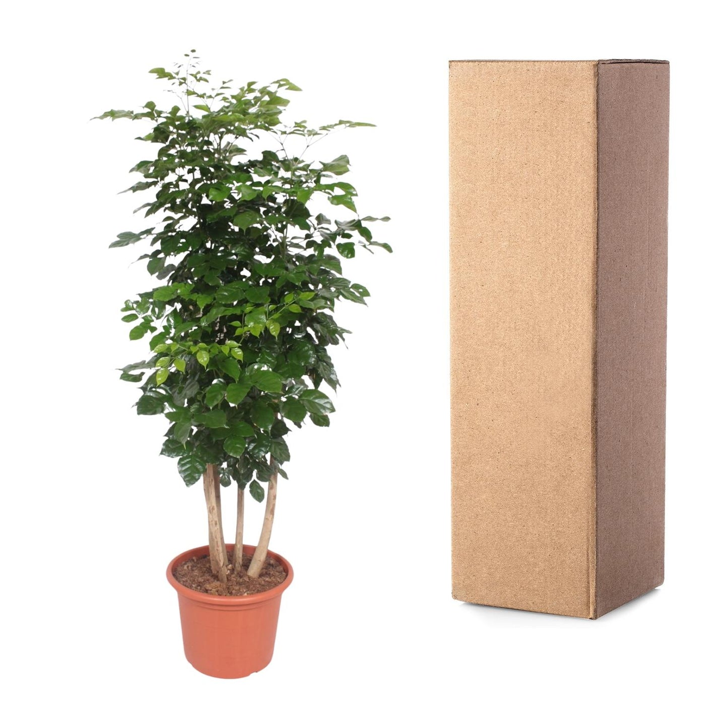 Radermachera Hainanensis – Elegante pflegeleichte Zimmerpflanze 190 cm