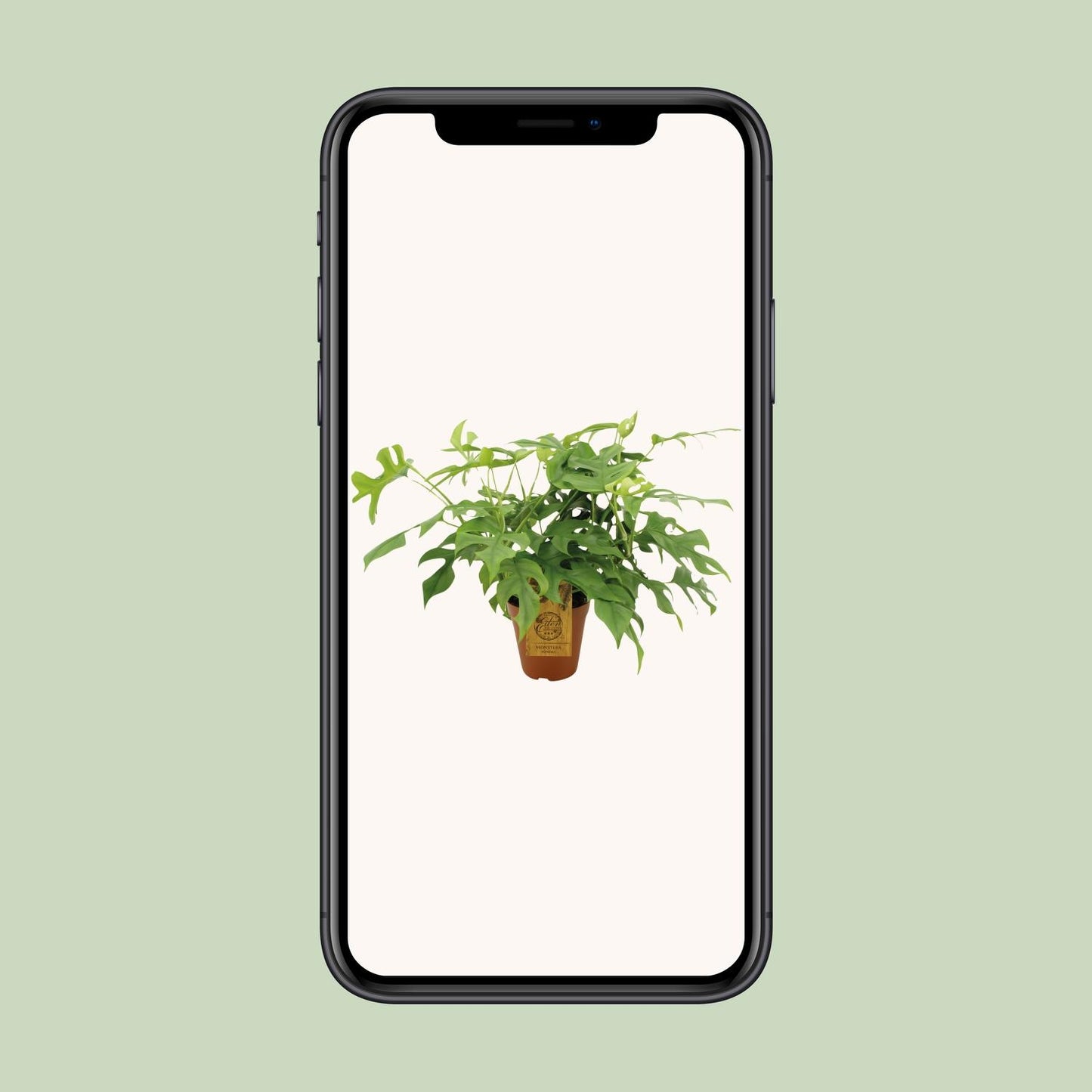 Monstera Minima – Pflegeleichte Zimmerpflanze Ø15 cm