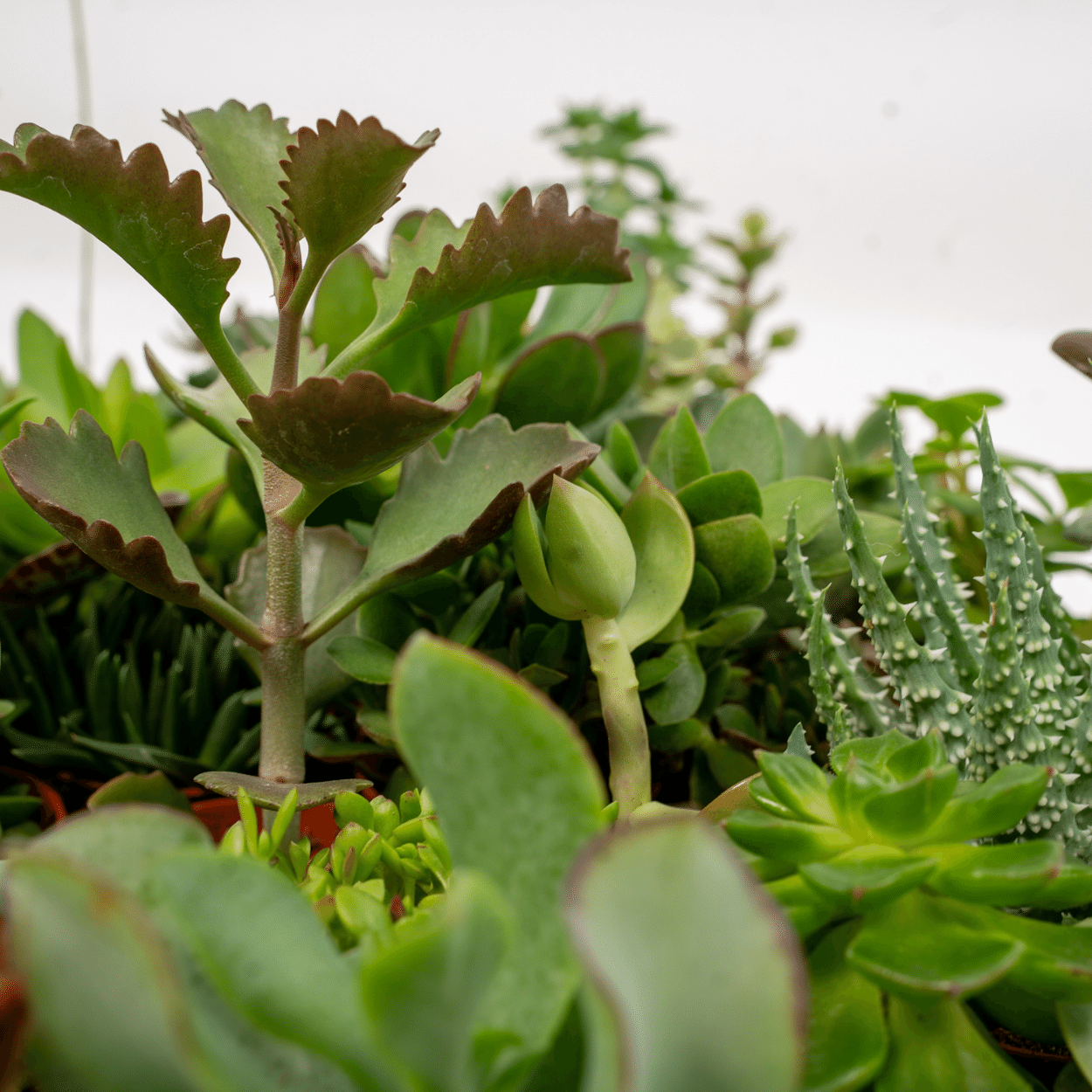 Sukkulenten Mix – 10 pflegeleichte Pflanzen Ø 5,5 cm