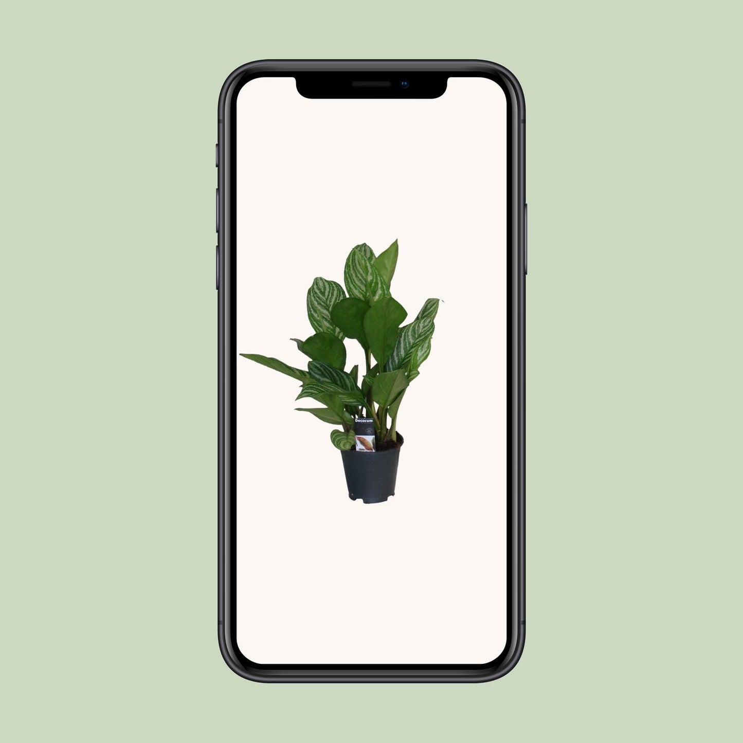 Aglaonema Stripes – Pflegeleichte luftreinigende Zimmerpflanze Ø17cm