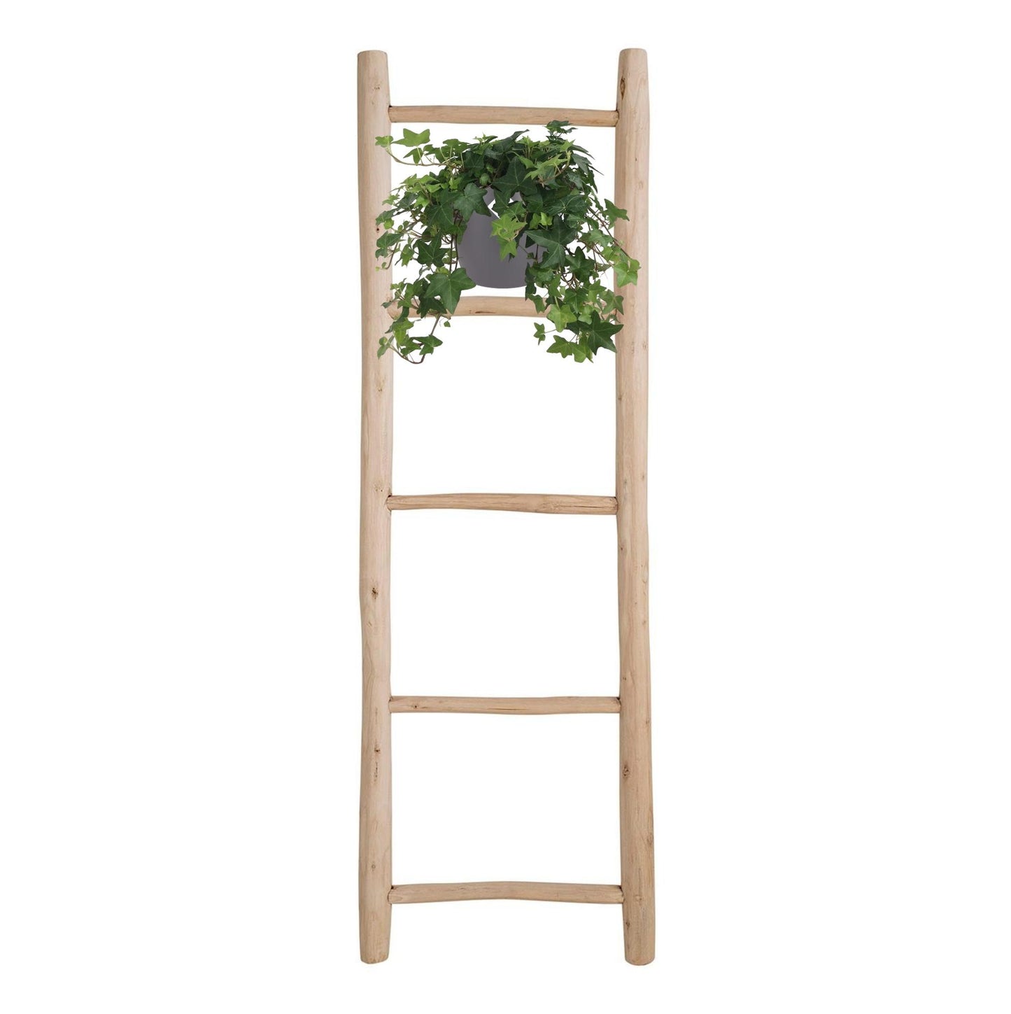 Hedera Helix Groen – Pflegeleichter Efeu im Hangtopf Ø17cm