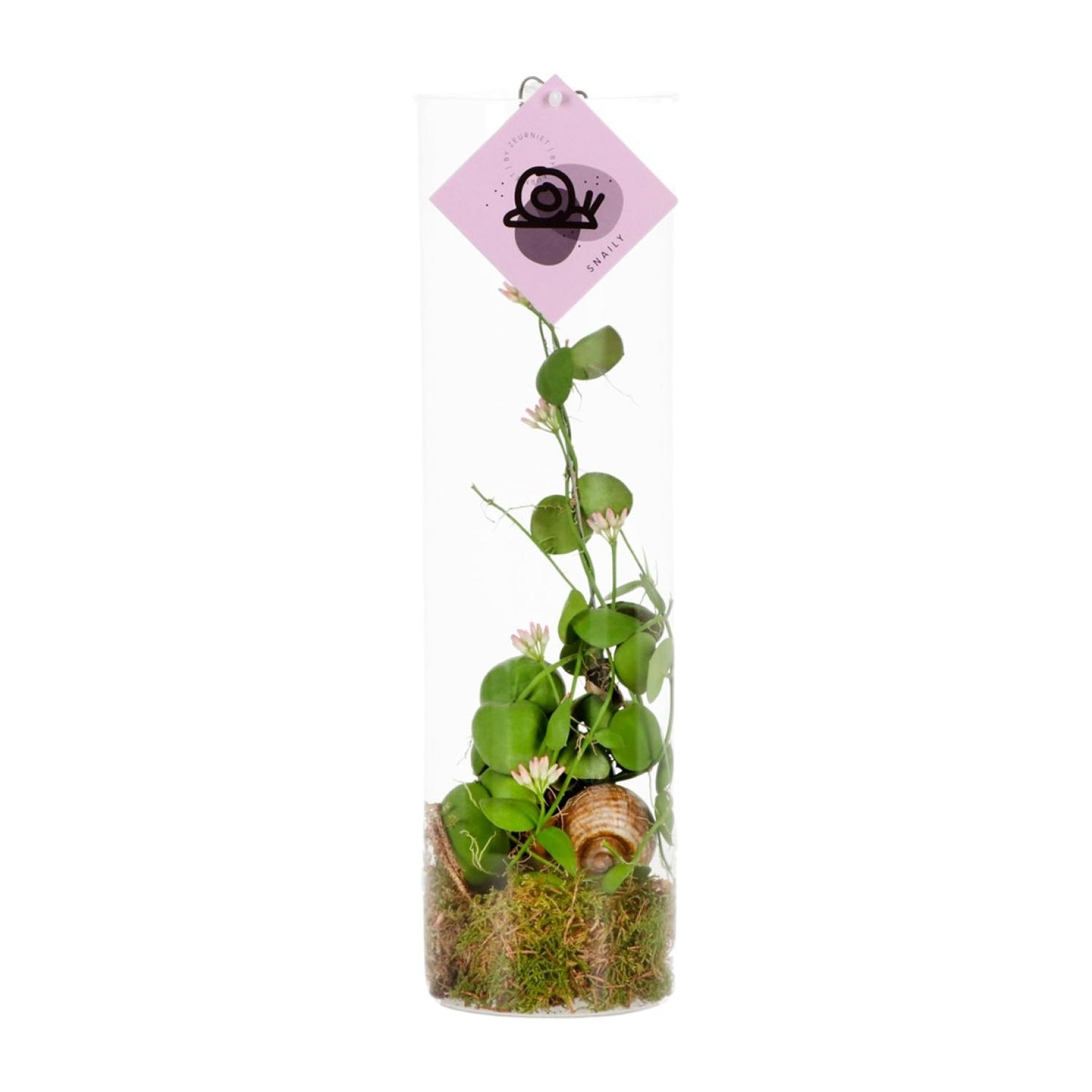 Dischidia Ameisenpflanze – Exotische, pflegeleichte Zimmerpflanze Ø11 cm