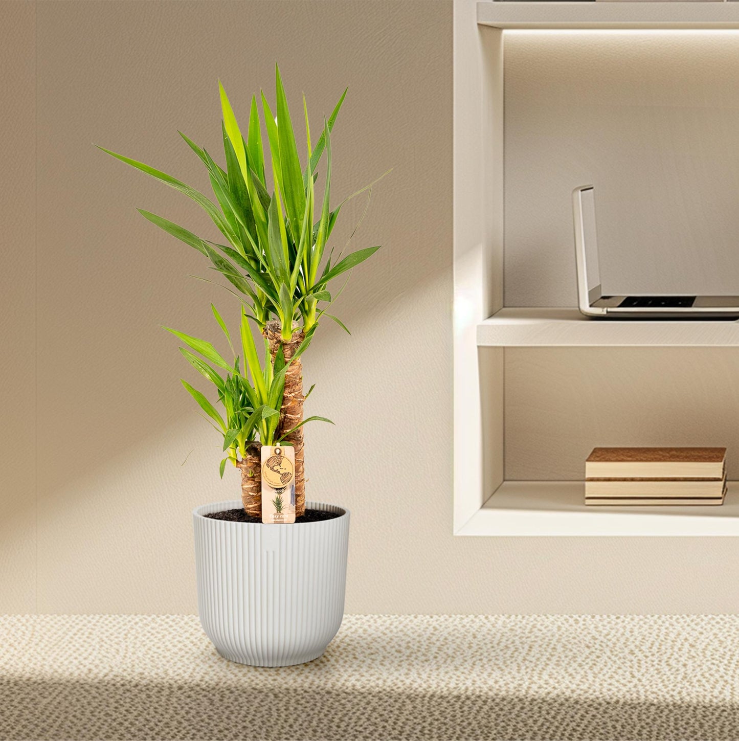 Yucca – Pflegeleichte und robuste Palmlilie Ø17cm, 90cm hoch