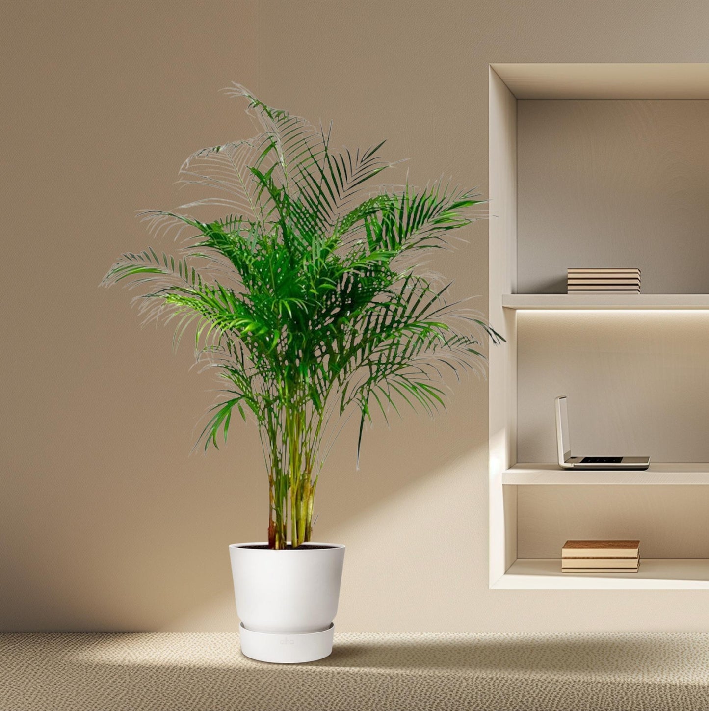 Dypsis Lutescens – Areca-Palme, 180 cm, ø27 cm