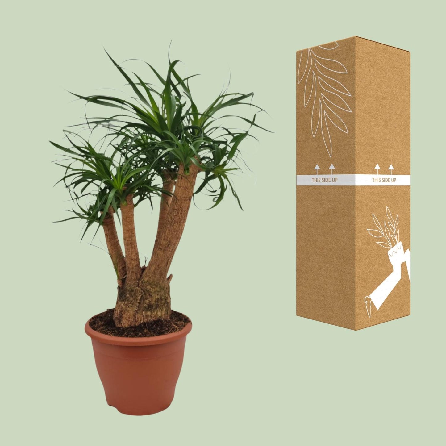 Beaucarnea Nolina – Ponyschwanzpalme Ø26cm, 75cm hoch