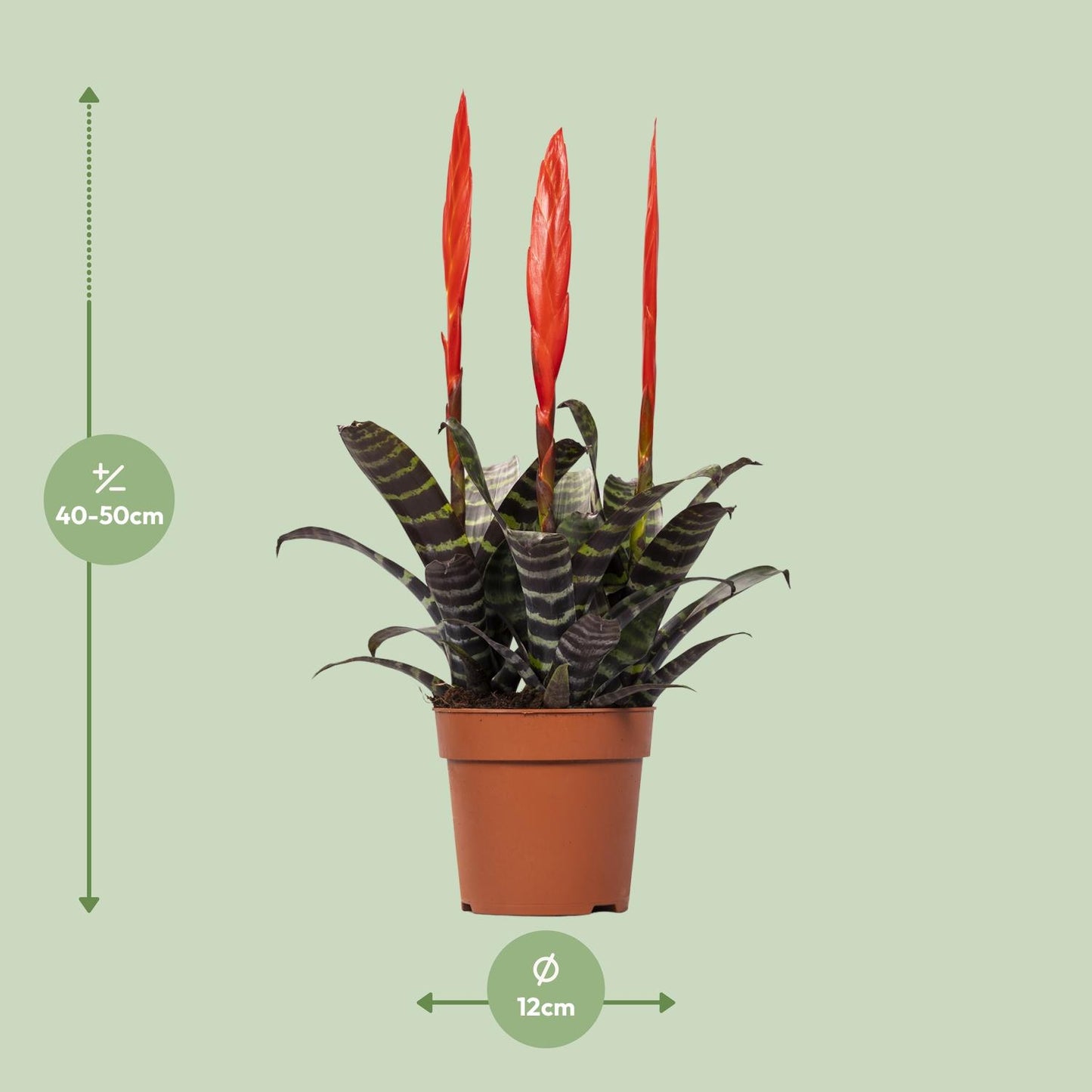 Vriesea Era Toef – Luftreinigende Zimmerpflanze Ø12cm, 45cm hoch