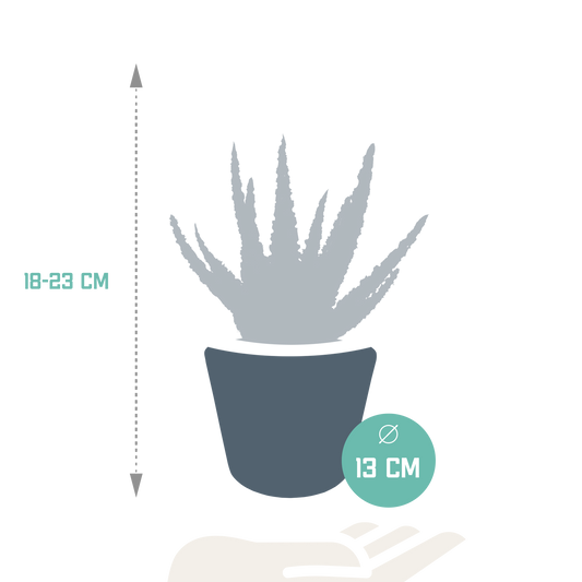 Aloe Zebrina Dannyz 10,5cm im weißen Topf