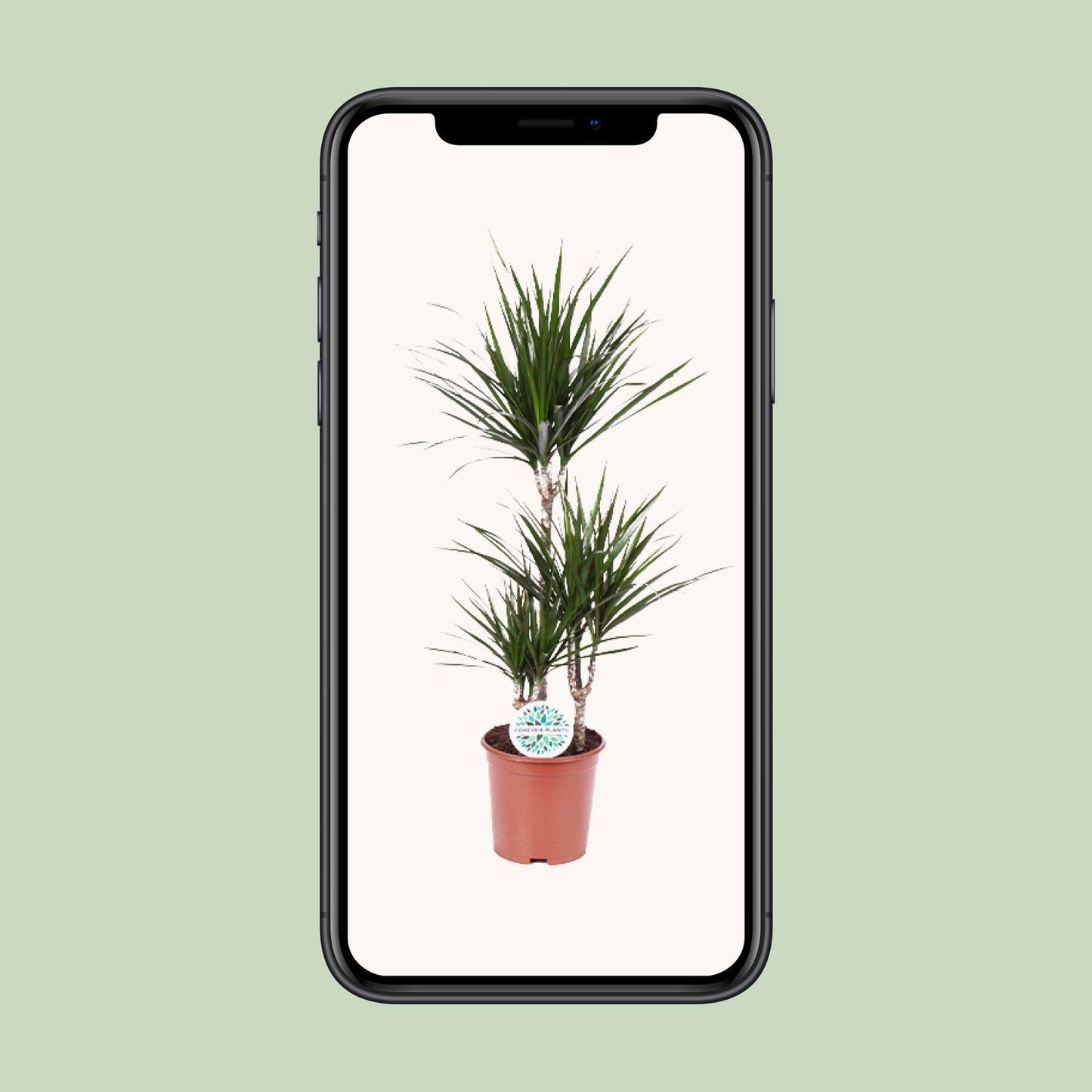 Dracaena Marginata Ø21cm – Pflegeleichte Zimmerpflanze bis 115cm