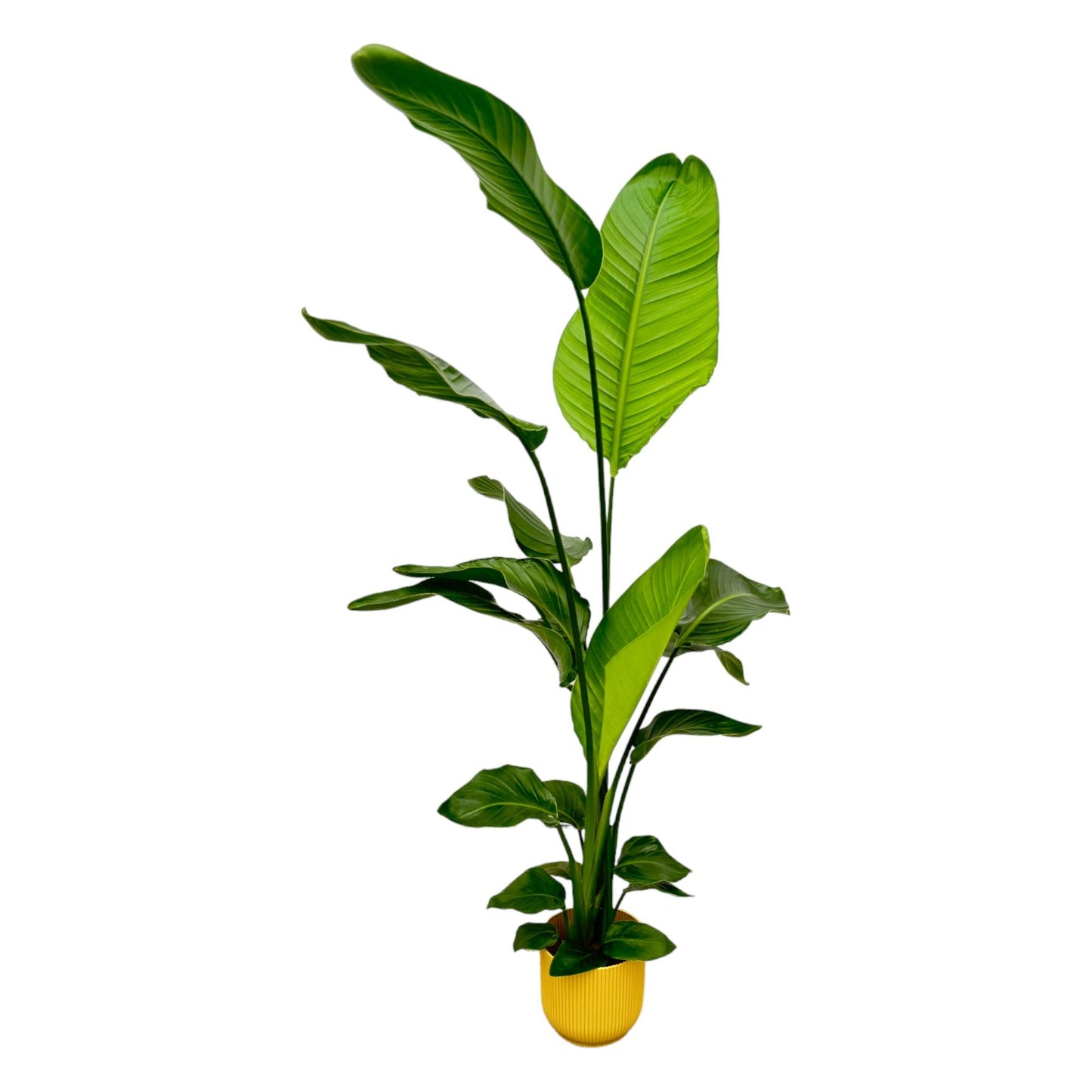 Strelitzia Nicolai mit elho Vibes Fold Round Topf Gelb – 130 cm