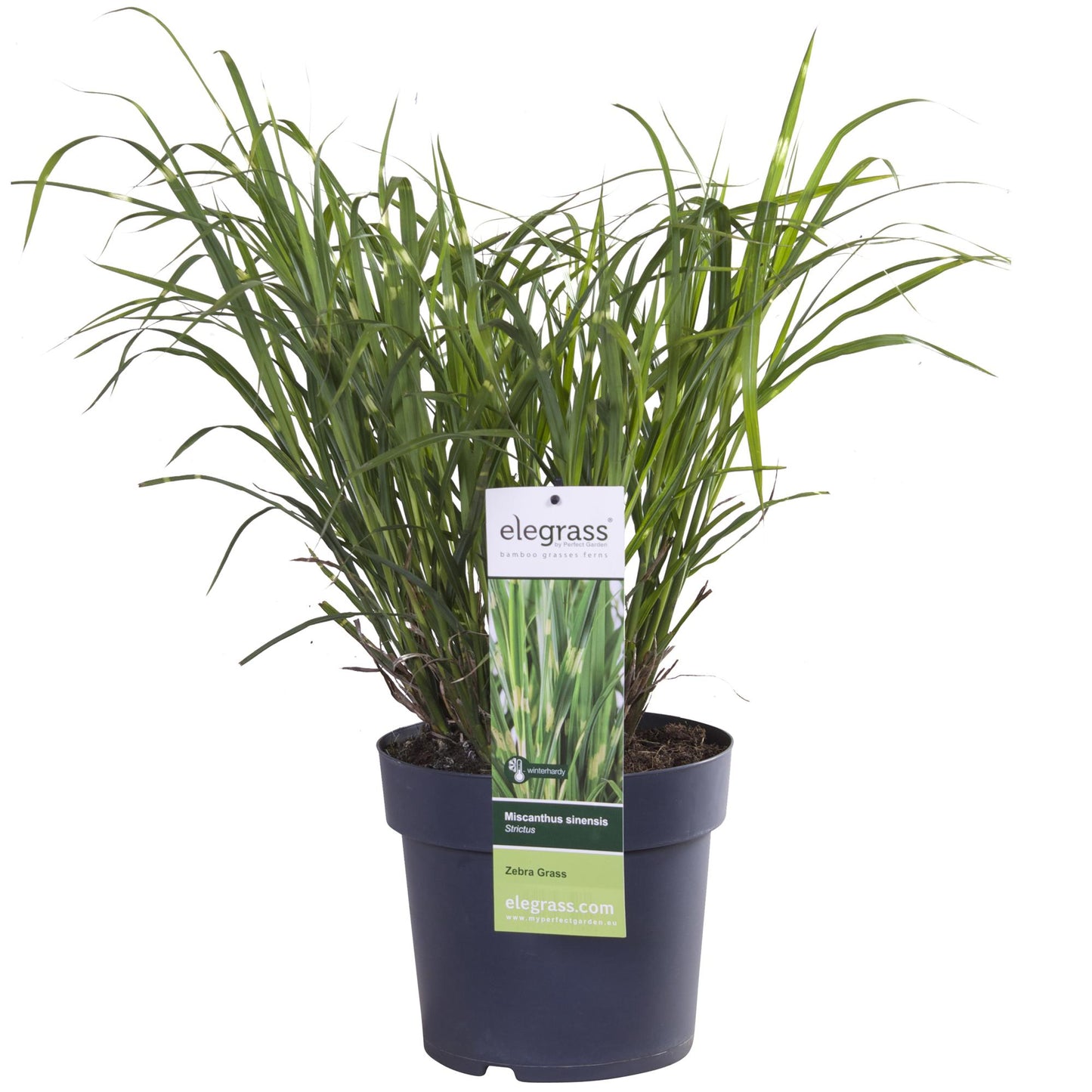 Miscanthus sinensis Strictus – Zebra Ziergras Ø23cm
