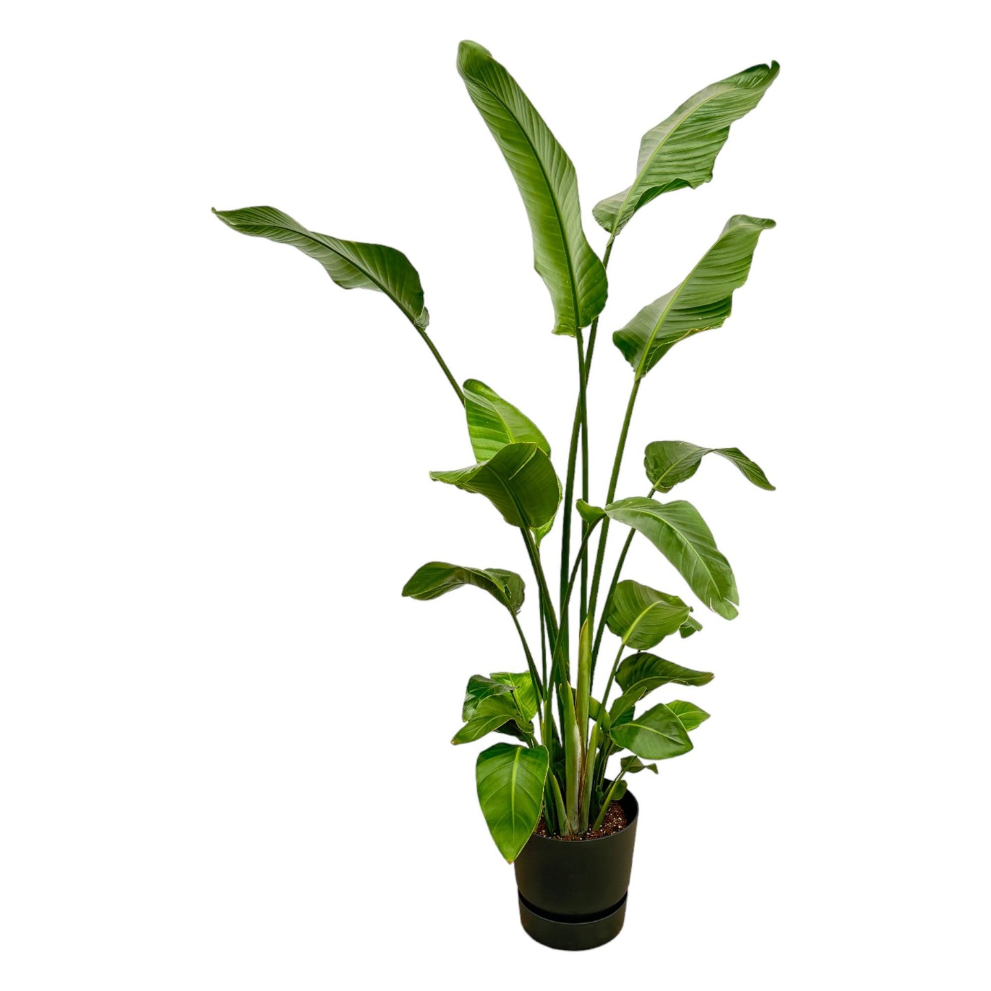 Strelitzia Nicolai mit elho Greenville Round Topf - 180 cm