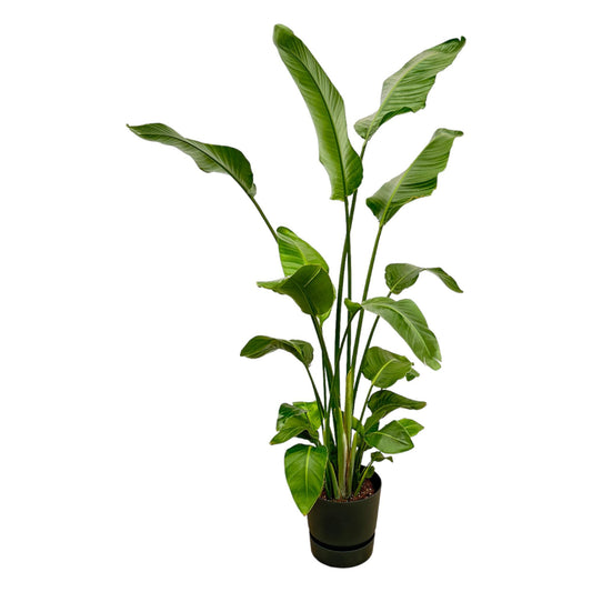 Strelitzia Nicolai mit elho Greenville Round Topf - 180 cm