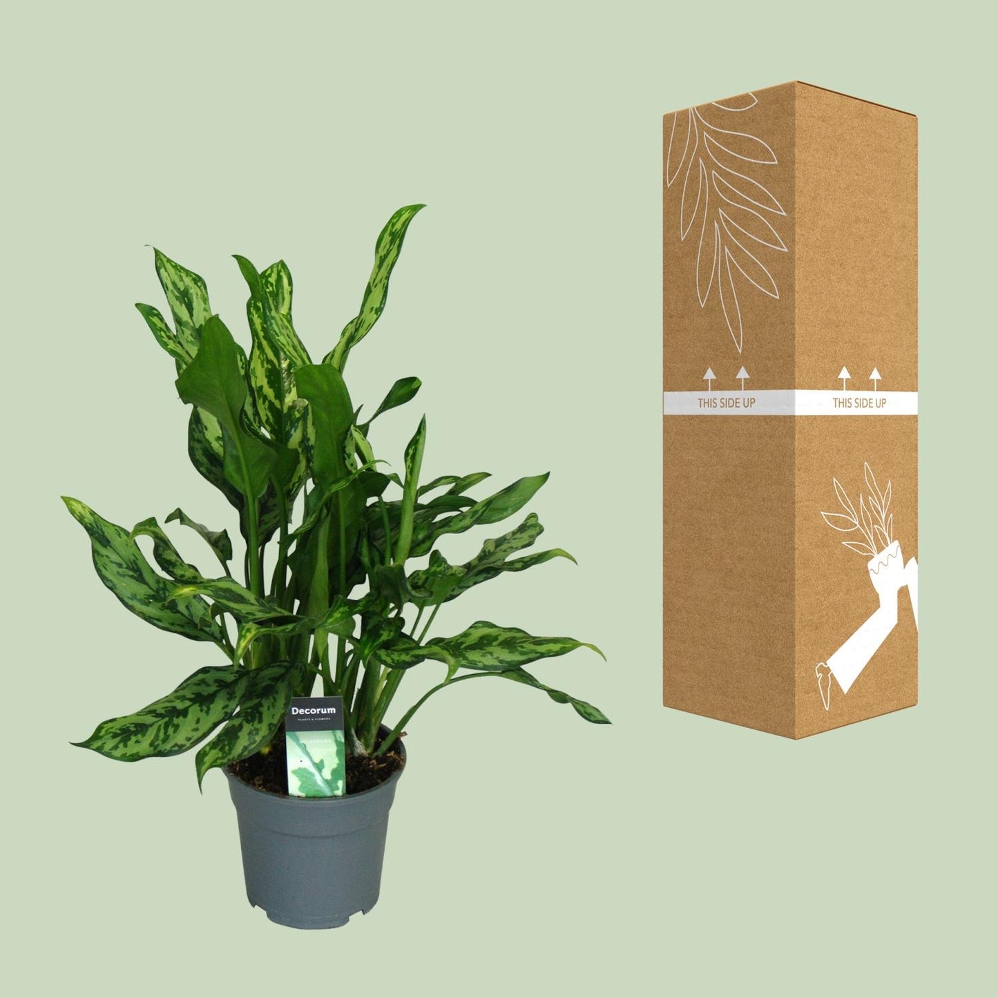 Aglaonema Miss Julliette Ø17cm – Luftreinigende Zimmerpflanze