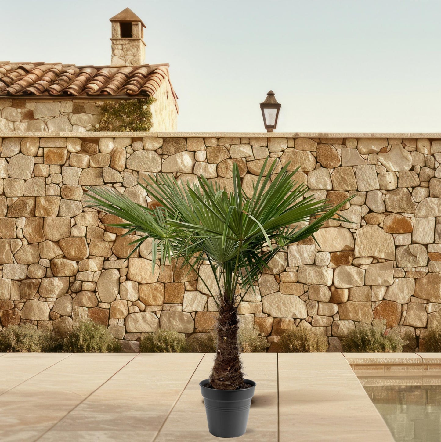 Trachycarpus Fortuneii Palme – 220-240 cm, Ø 45 cm