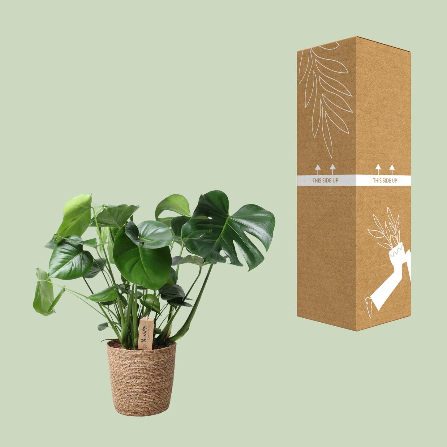 Monstera im Naturkorb Ø21cm, ca. 60cm hoch