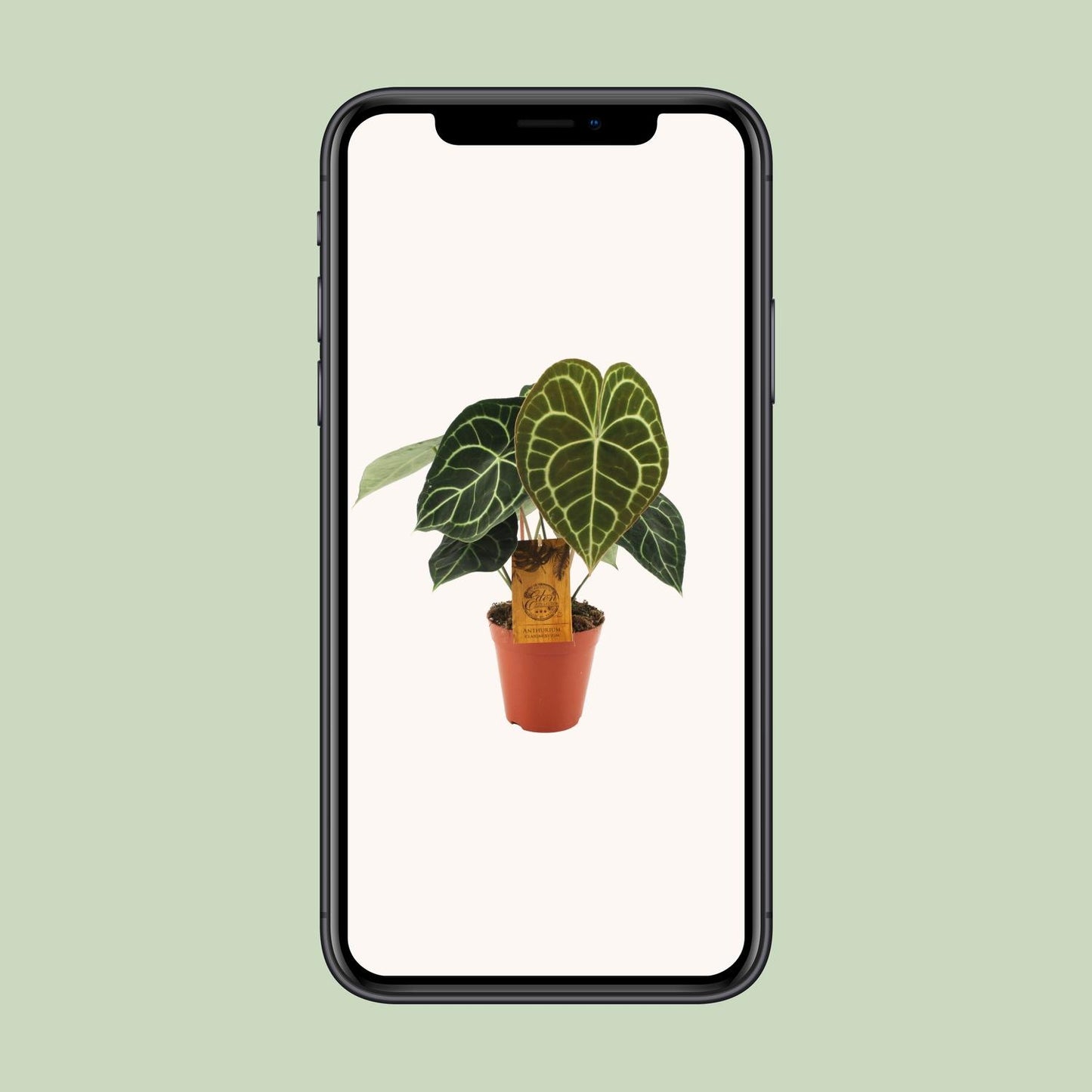 Anthurium Clarinervium – Pflegeleichte Zimmerpflanze Ø15cm
