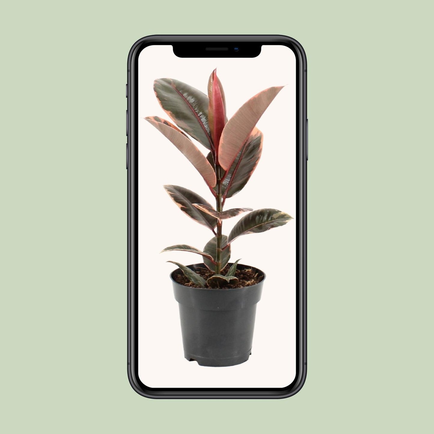 Ficus Elastica Belize – Pflegeleichter Gummibaum Ø17cm