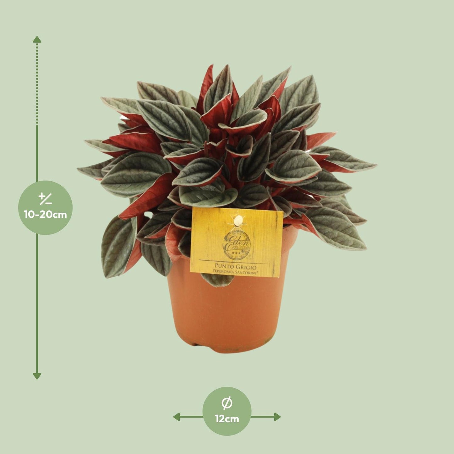 Peperomia Santorini – Pflegeleichte Zimmerpflanze Ø12cm