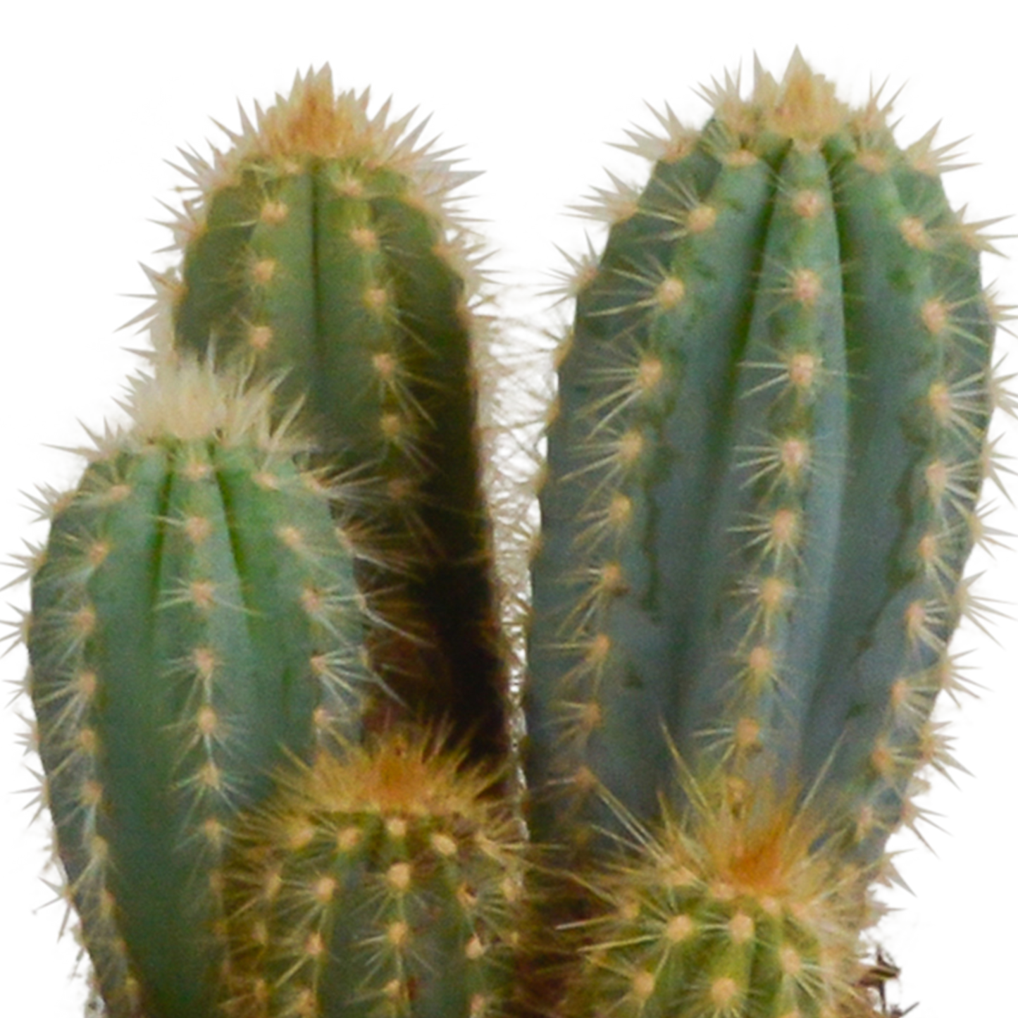 Cereus 3er Set im weißen Topf 10,5 cm – Pflegeleicht & Robust