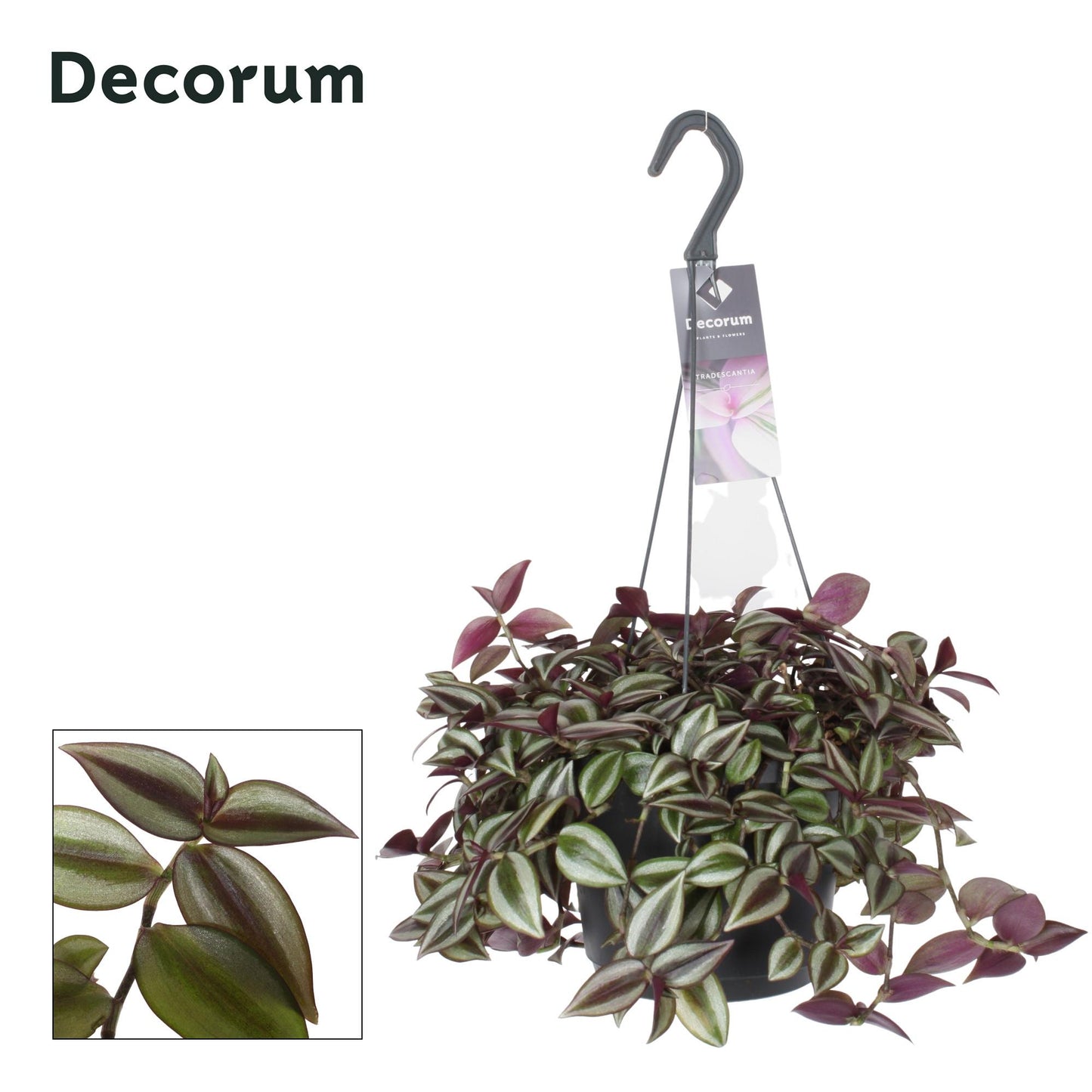 Tradescantia Zebrina Purpusii – Farbige Hängepflanze Ø17cm