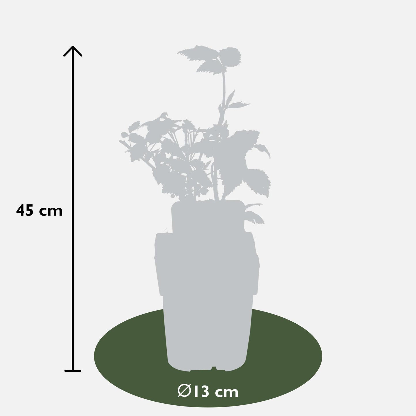 4er-Set Rubus 'Autumn' – Robuste Herbst-Hecke Ø13cm