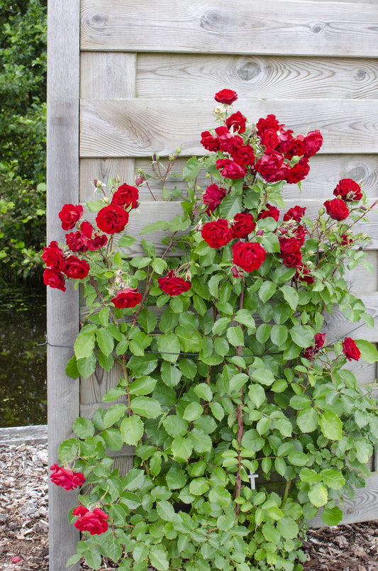 3x Rosa Crazy in Love 'Red' – Lebendige Duftrose Ø15cm, 65cm Höhe