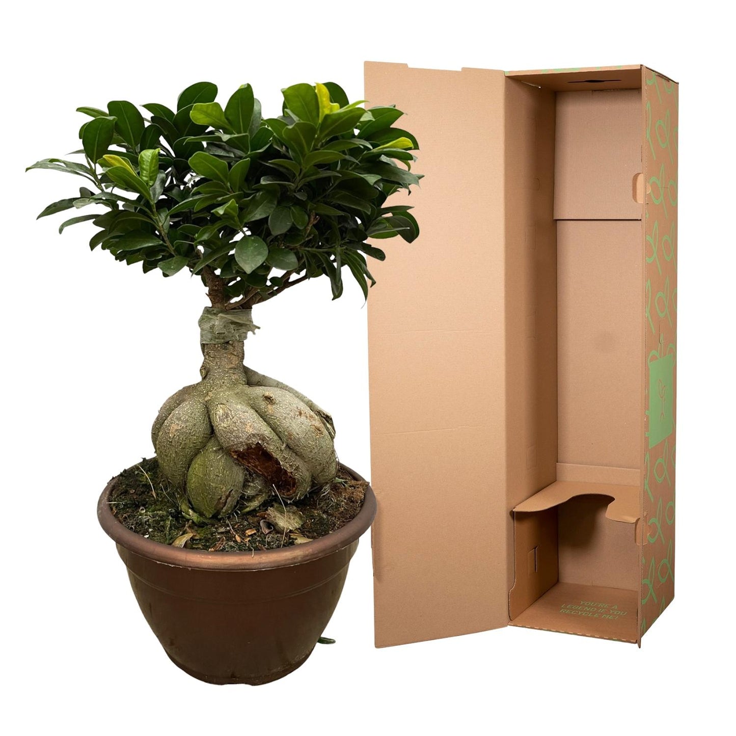 Ficus Microcarpa Ginseng – Pflegeleichter Zimmerbaum 50 cm