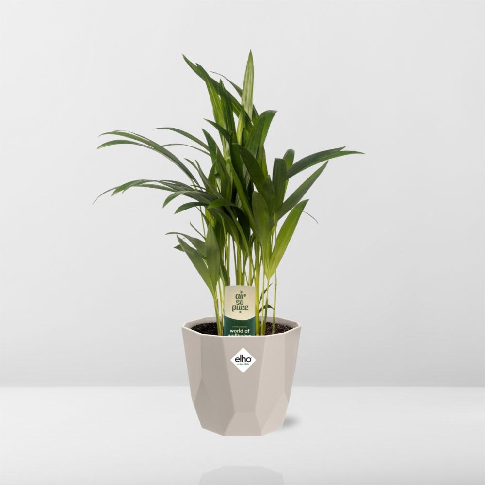 Dypsis Lutescens (Bambuspalme) 12cm in ELHO b.for rock Topf
