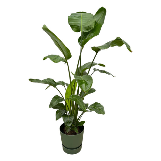 Strelitzia Nicolai mit elho Greenville Round Topf Grün – 160 cm